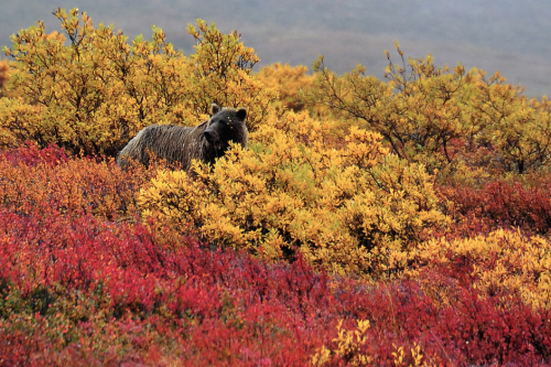 nubbsgalore:  grizzly bears in denali national park feed on berries, which grow every autumn from al