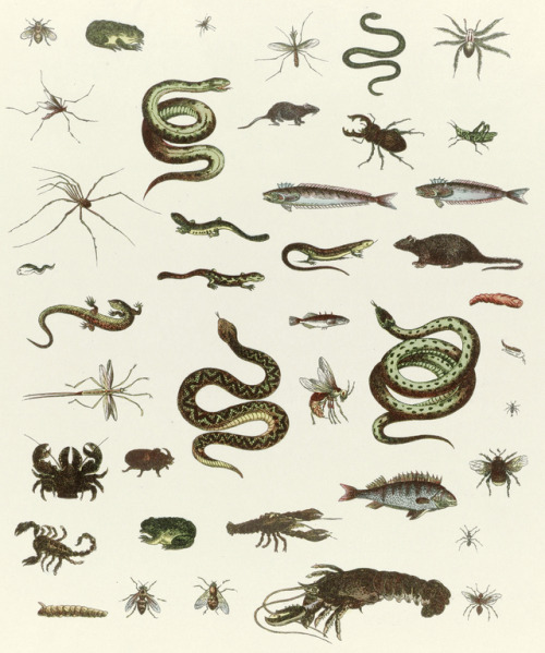 Verschillende dieren - De Ruyter & Meijer - 1874 - via Rijksmuseum