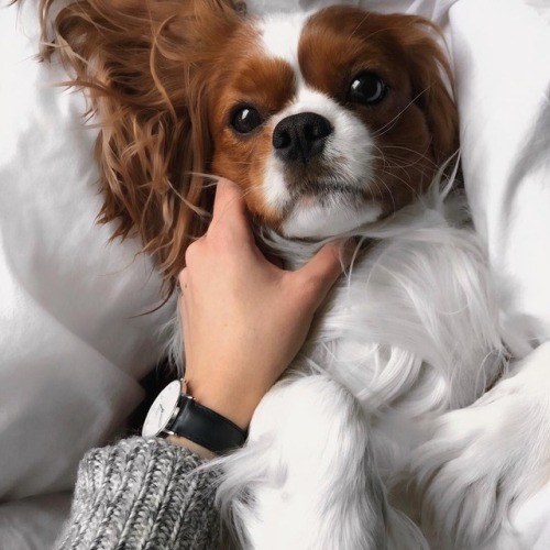 sugar-h0ney: labella-instagram: vmarievv can’t get enough of that breed You&rsquo;re beaut