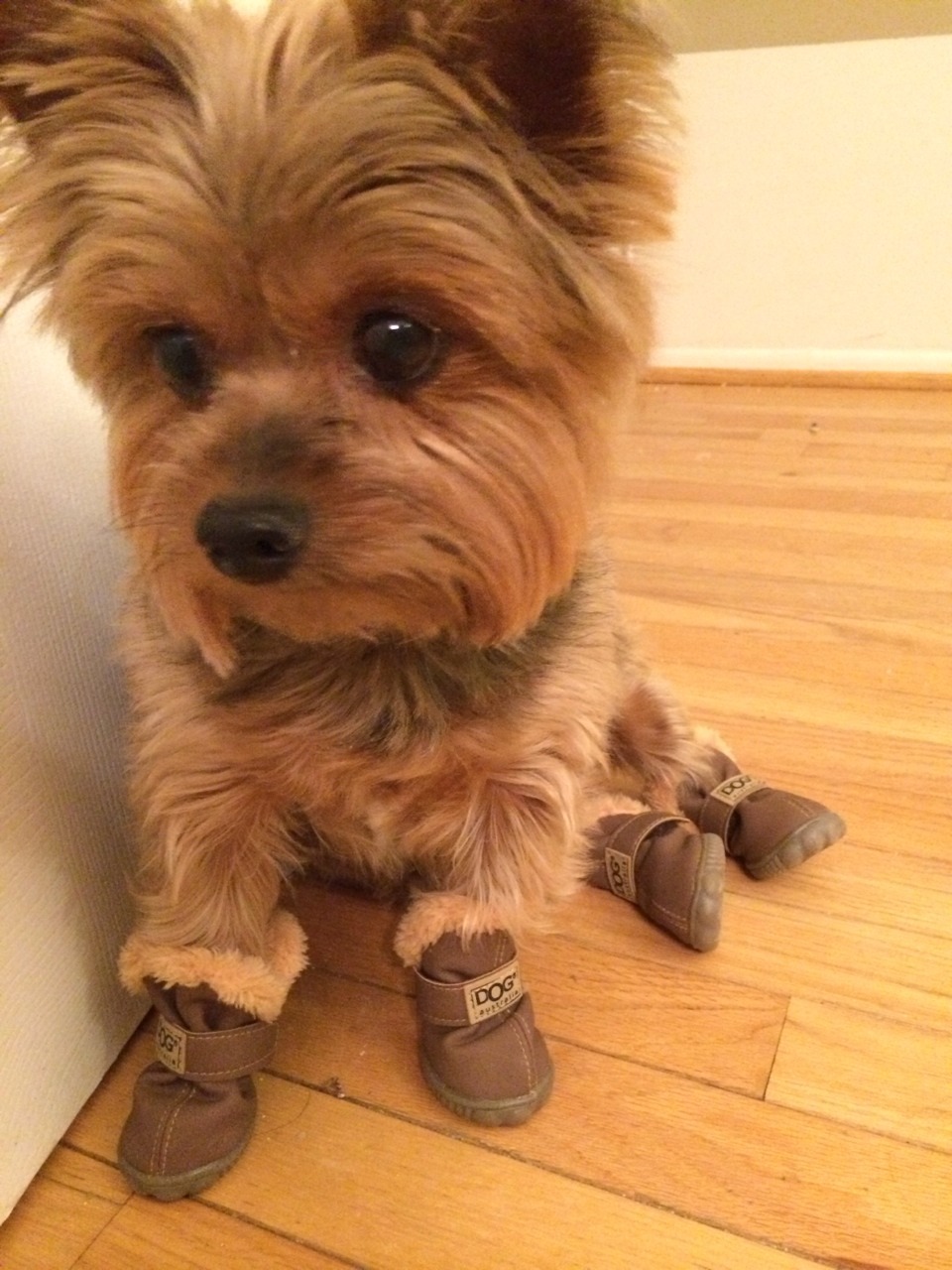 uggs for pets