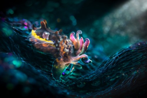 (Photo by Marina Deriglazova)Flamboyant cuttlefish