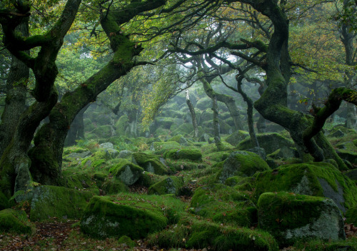 forests-and-faeries:  l0thl0rien:  augustfleurs:  A Trip to Padley Gorge (by Duncan Fawkes)  ◊~E