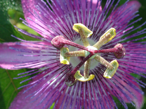 PassionPassiflora “Amethyst”Florida