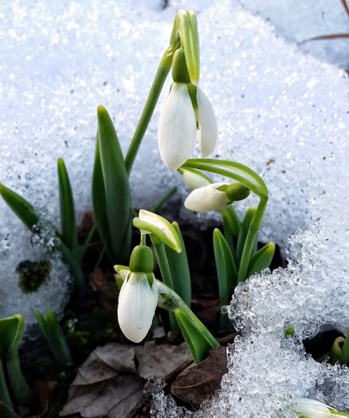 Snow Drops in the snow.