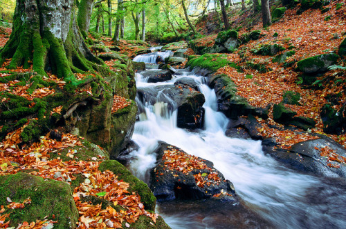 Root and Flow {Explored} by Rusé on Flickr.