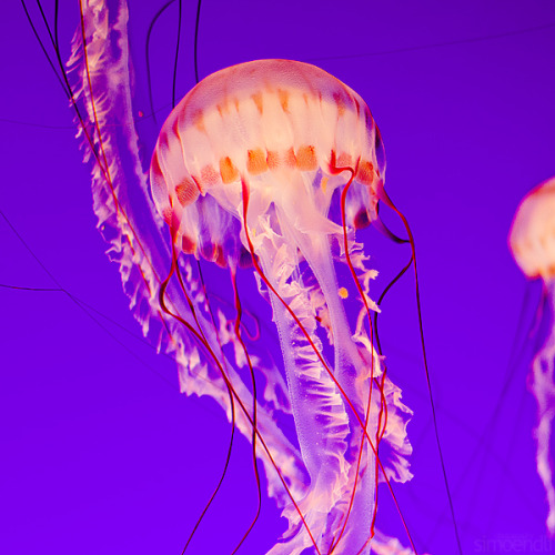 Porn photo Jellyfish