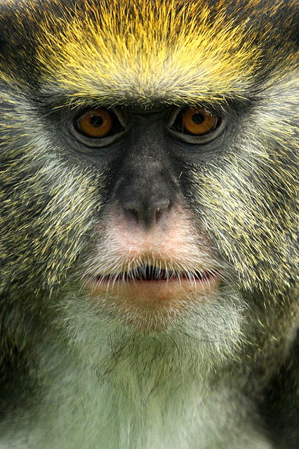 3leapfrogs:  expecttheunexpectedtoday:  expecttheunexpectedtoday Lowes Guenon @TwycrossZoo  500px   •=• •=• •=•