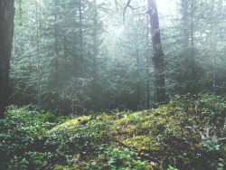 tuaari:  Beautiful hike through the forest  