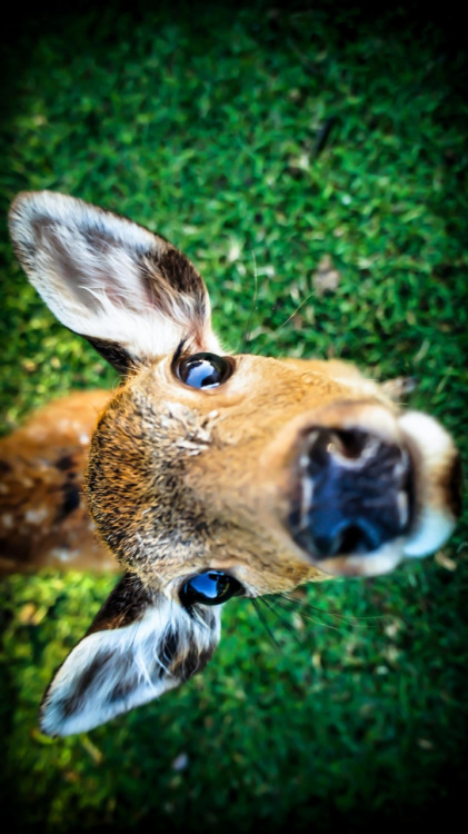 warpiggly:  Hermosas fotos de animales¿Cual te ha gustado ?  