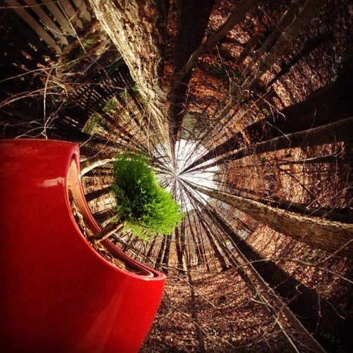 Lemon #cypress on a #tinyplanet #containergarden #gardenchat #christmasplanter #conifers #gardenther