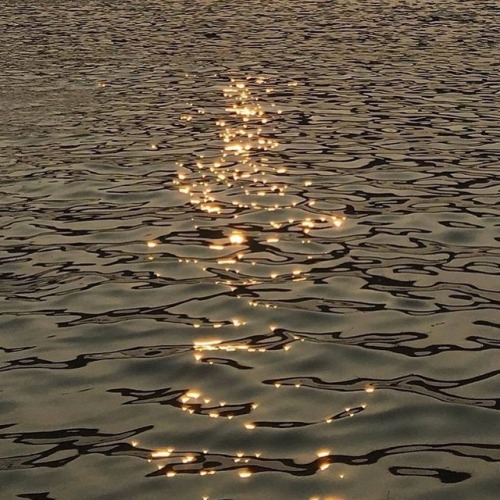 andantegrazioso: Water stars | stokrotkapolna
