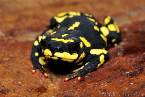 frogkeeping:  The bumblebee toad (Melanophryniscus stelzneri) is one of the most fashionable frogs, with its black and yellow patterning and red toes. Image ©2010 John P. Clare