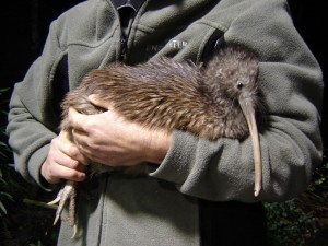 scalestails:  whenlifegivesyouconures:  heortewyrm:  nematode-needles:  i always