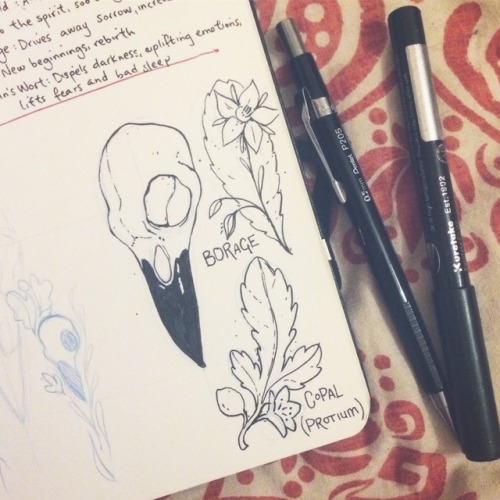 some late-night plant nerdery, initial sketches for a tattoo design
