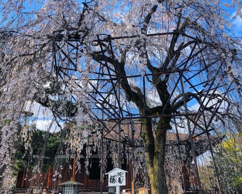 ⛳️1721. 大報恩寺（千本釈迦堂）/ Senbon Shaka-do (Daiho-on-ji Temple), Kyoto 先週末見た桜。国宝・千本釈迦堂。初めて行きました。千本通の名前の由来っ