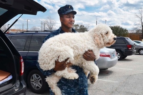 buzzfeed:  This has been a Big Dog Appreciation Post. You may now continue scrolling.