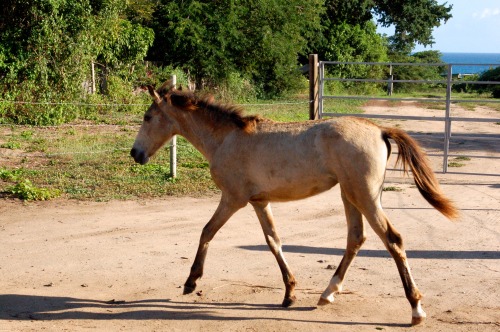 Wild horseVieques, Puerto Rico