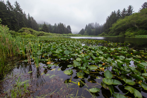 Lilly Pads by Michael Ballard