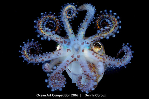 Some of the winners of the 2016 Ocean Art Competition. Learn more about these images and see many mo