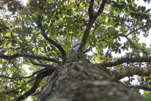 anikawephotography: Squirrels eye view of a Magnolia tree on Cumberland Island, Georgia.