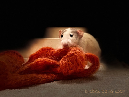 aboutpetrats