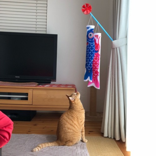 chikuwathecat:  Today, May 5th is Children’s Day in Japan. It is a day to pray for children’s growth by decorating carp streamers. 今日、5月5日は日本ではこどもの日です。鯉のぼりを飾って子供の成長を祈る日です。