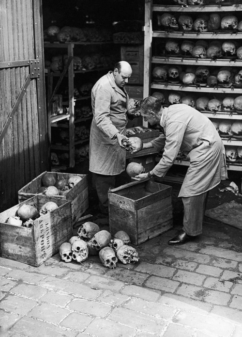 vintageeveryday:Attendants packing up some of the 3000 human skulls to be transferred to the Natural