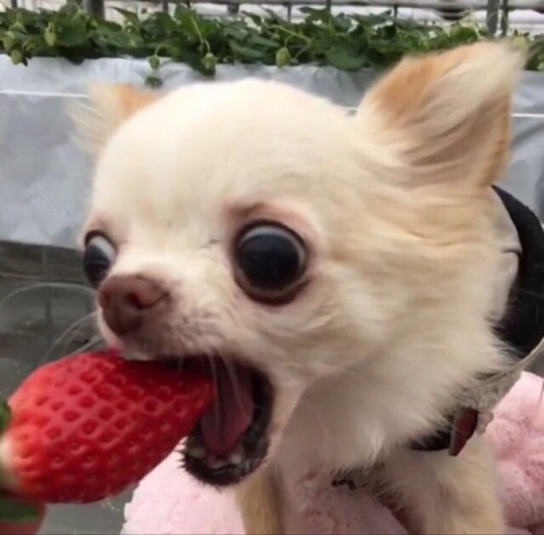 valsdas:this is the strawberry chihuahua of prosperity, reblog to have a bountiful and delicious 20