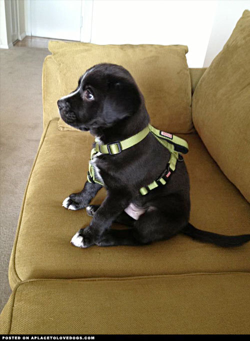 aplacetolovedogs:  Bilbo, an 8 week old Labrador mix just hanging out on the couch For more cute dogs and puppies