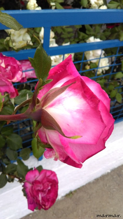 Roses, againΚουρκουλοί Ευβοίαςtaken at Kourkouli Euboea, GR © marmar. 2016