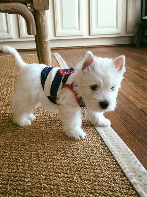 how to take care of a west highland terrier