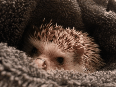 okay-pause:Anon asks:“Please can i request a hedgehog stimboard? Thank you!“Credits in c