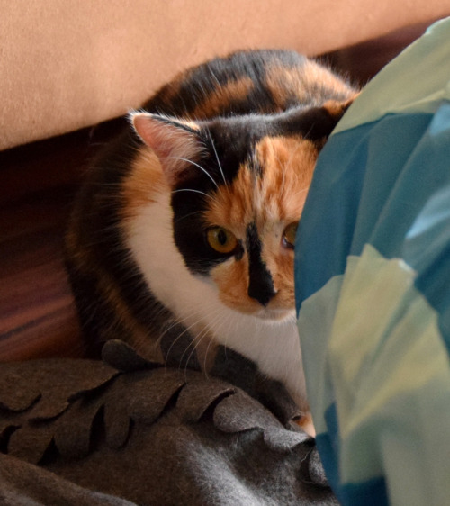 Meowmy brought us a new toy! She said it’s an early easter present *__* We already had so much