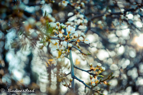 biodiverseed:Mirabelle Plums* (P. domestica subsp. syriaca) in bloomThough not native to Denmark, th