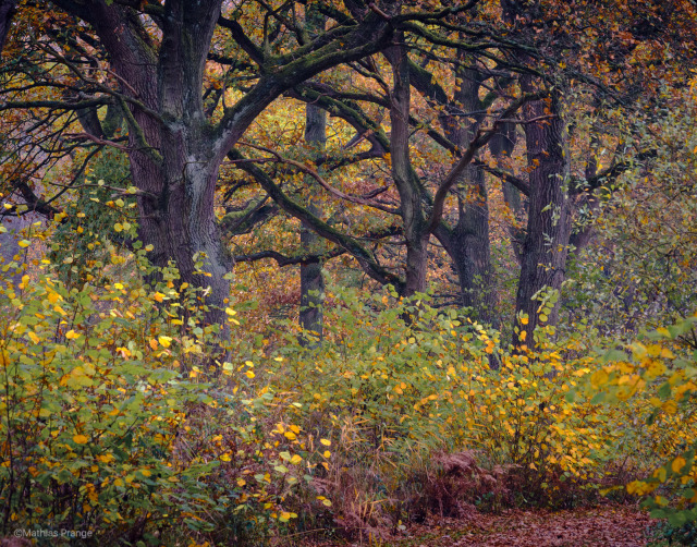 The leaves are falling and the trees are dancing. I was attracted by the impressionistic patterns of this scene.