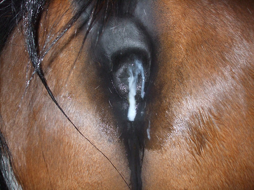 suckabigdicksuckit:  blog-username:  ivaliousslut:  barn-fun-n-games:  Fuk-n-rim   Fuck yeah suck that cum outta the horse pussi  mmm nice load of cum on that mare pussy love to licmit  Criss oui, encule moi ça cet étalon là et laisse moi bouffer