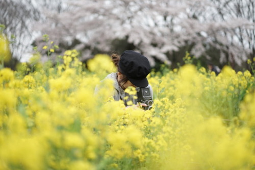 桜に会いに行ったらチューリップも咲いていて ムラサキハナナと菜の花も咲いていて 昭和記念公園は春爛漫でした。 お友達のダックスちゃん。 いつもお洒落で可愛いです。 カメラ目線ありがとう♡