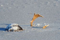 boyirl:  Antlers and body of a dead deer stick through the ice on a lake at Whitworth Lake. 
