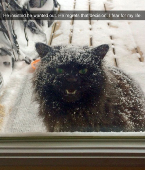 ceridwenofwales: srsfunny: He’s Probably Blaming All Humans Is it your cat @laure-demontety? N