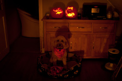 Happy Halloween from all at the Hypno House!Here’s a spoooooky