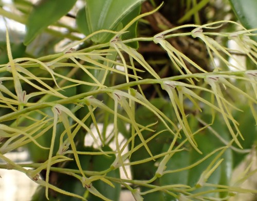 orchid-a-day: Anathallis ramulosa Syn.: Pleurothallis