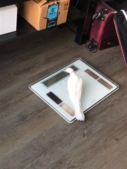 dovediary:  Why is he weighing himself