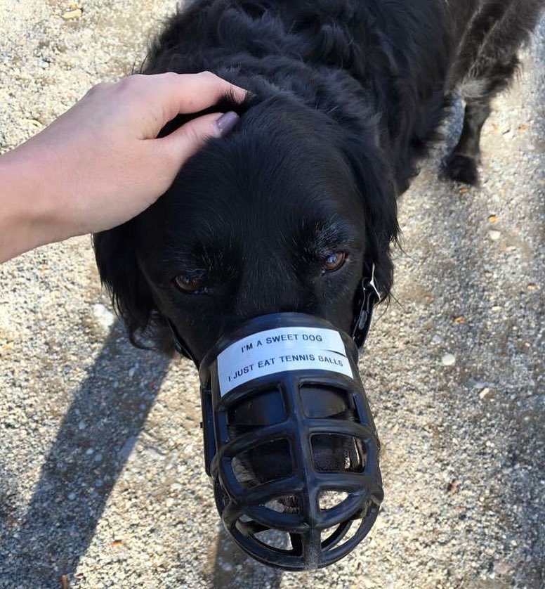 This muzzle is a metaphor for my life :( by desireexelyda