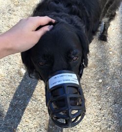 This muzzle is a metaphor for my life :(