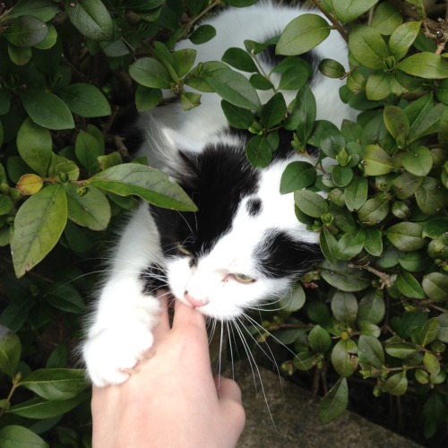 pecancat:
“ katelouisepowell:
“ I met a nice cat on the way home
”
He’s trying to remember your scent so when the feline uprising happens he’ll know to spare you for your intimate kindness
”