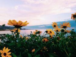 highonadventures:flowers bloom~