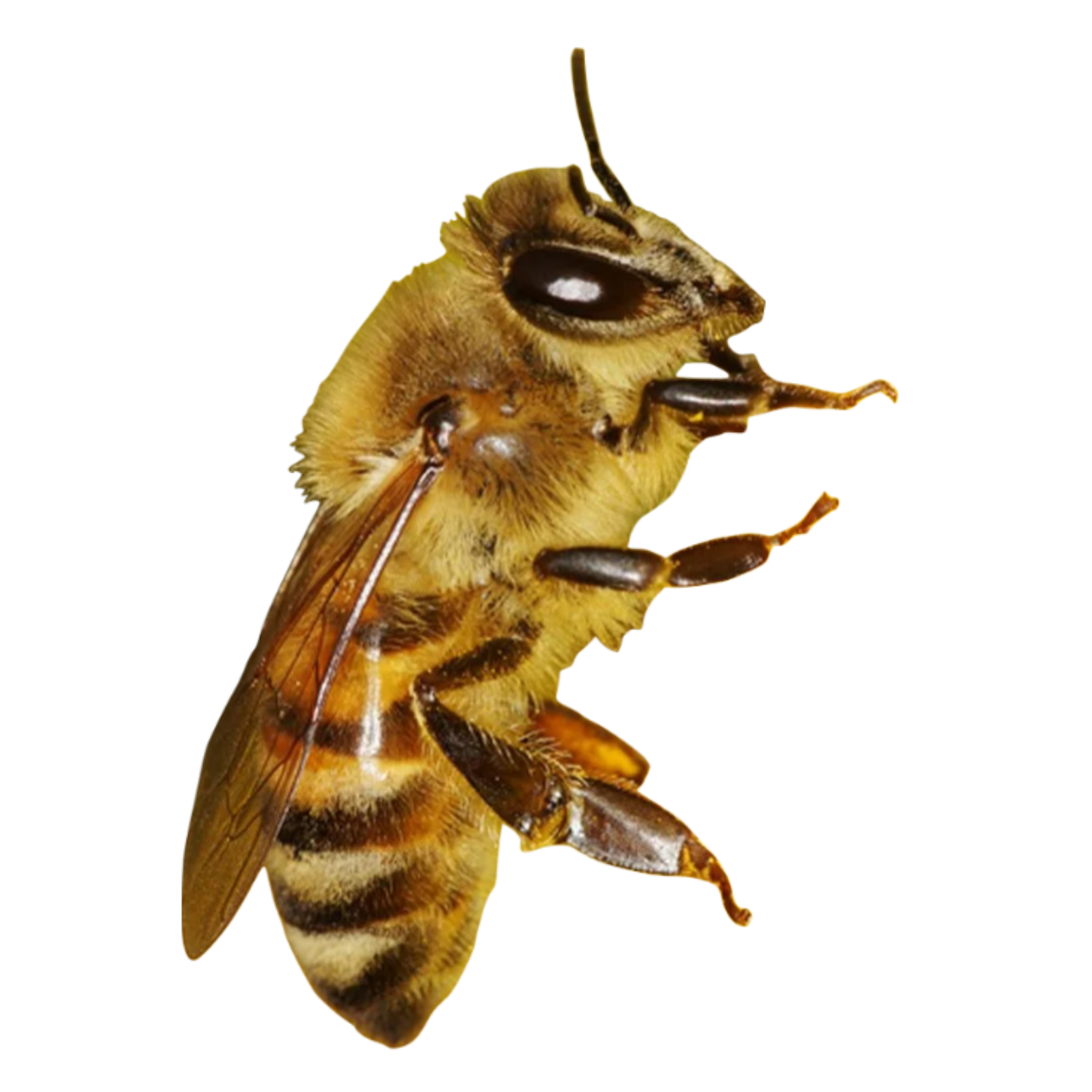 yellow critter