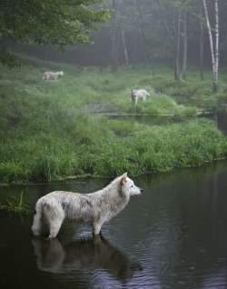 llbwwb:  Three weary wolves by Daniel Parent