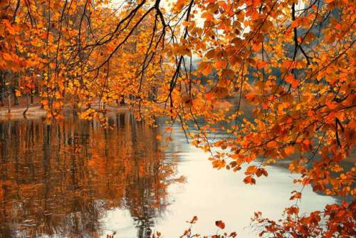 me-lapislazuli:Take a look behind the Autumn curtain | by ChristinaObermaier