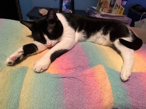 Todays My Brothers Birthday, So I Shall Be Posting His Cats Buttercup & Sylvester